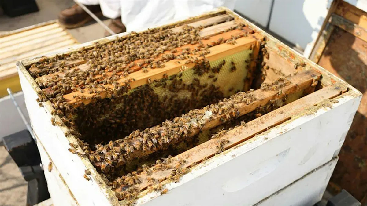 A Year with the Bees at Volo Bog State Natural Area
